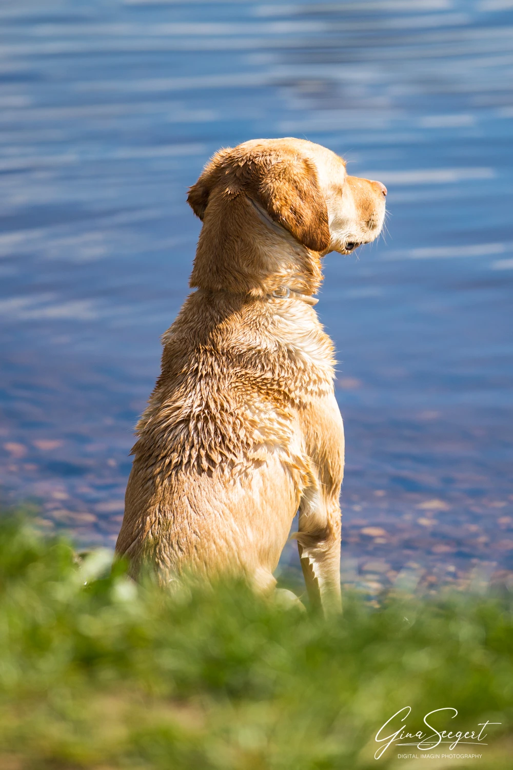 Gina Seegert Brezel Und Co Hundefotoshooting