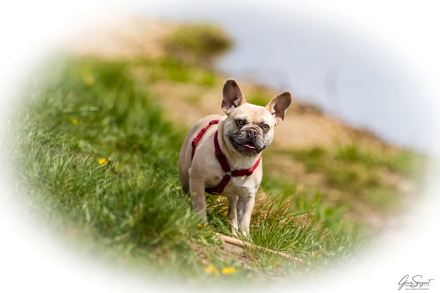 Gina Seegert Brezel Und Co Hundefotoshooting