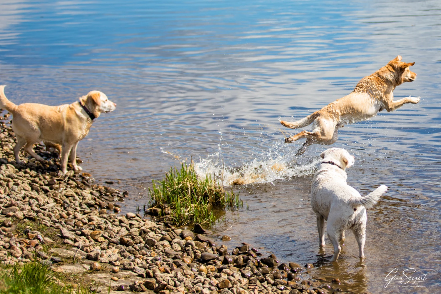 Gina Seegert Brezel Und Co Hundefotoshooting