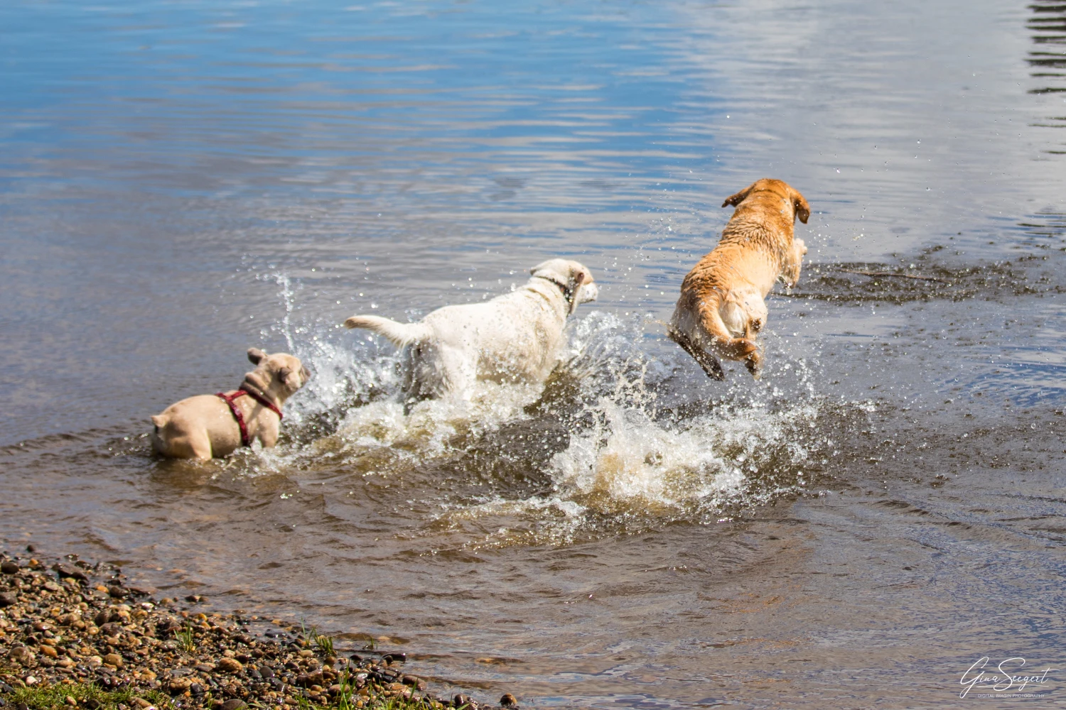 Gina Seegert Brezel Und Co Hundefotoshooting