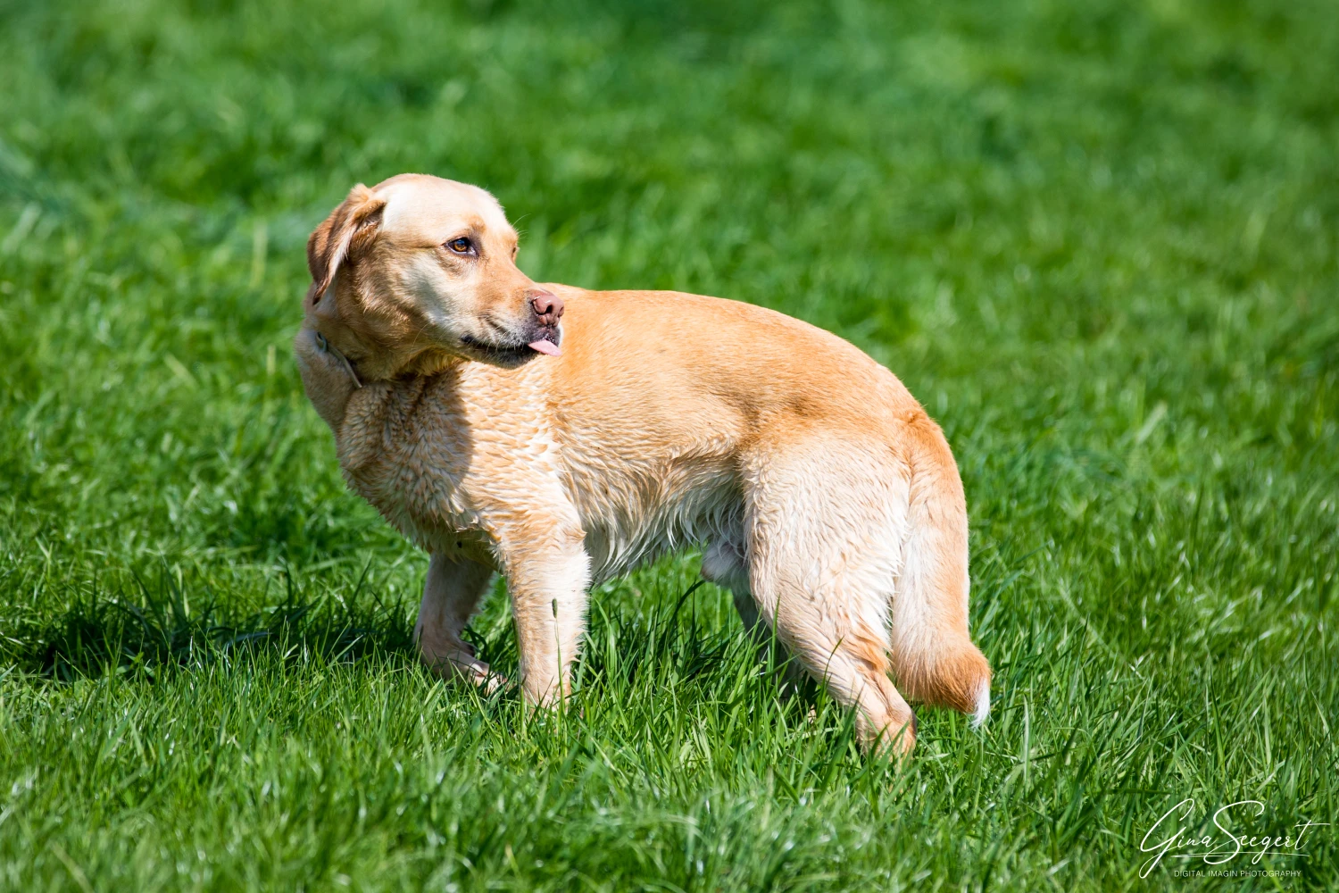 Gina Seegert Brezel Und Co Hundefotoshooting