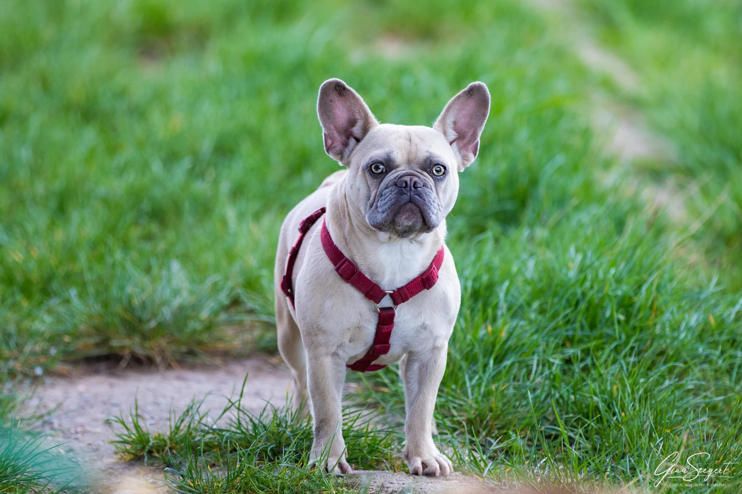 Gina Seegert Brezel Und Co Hundefotoshooting