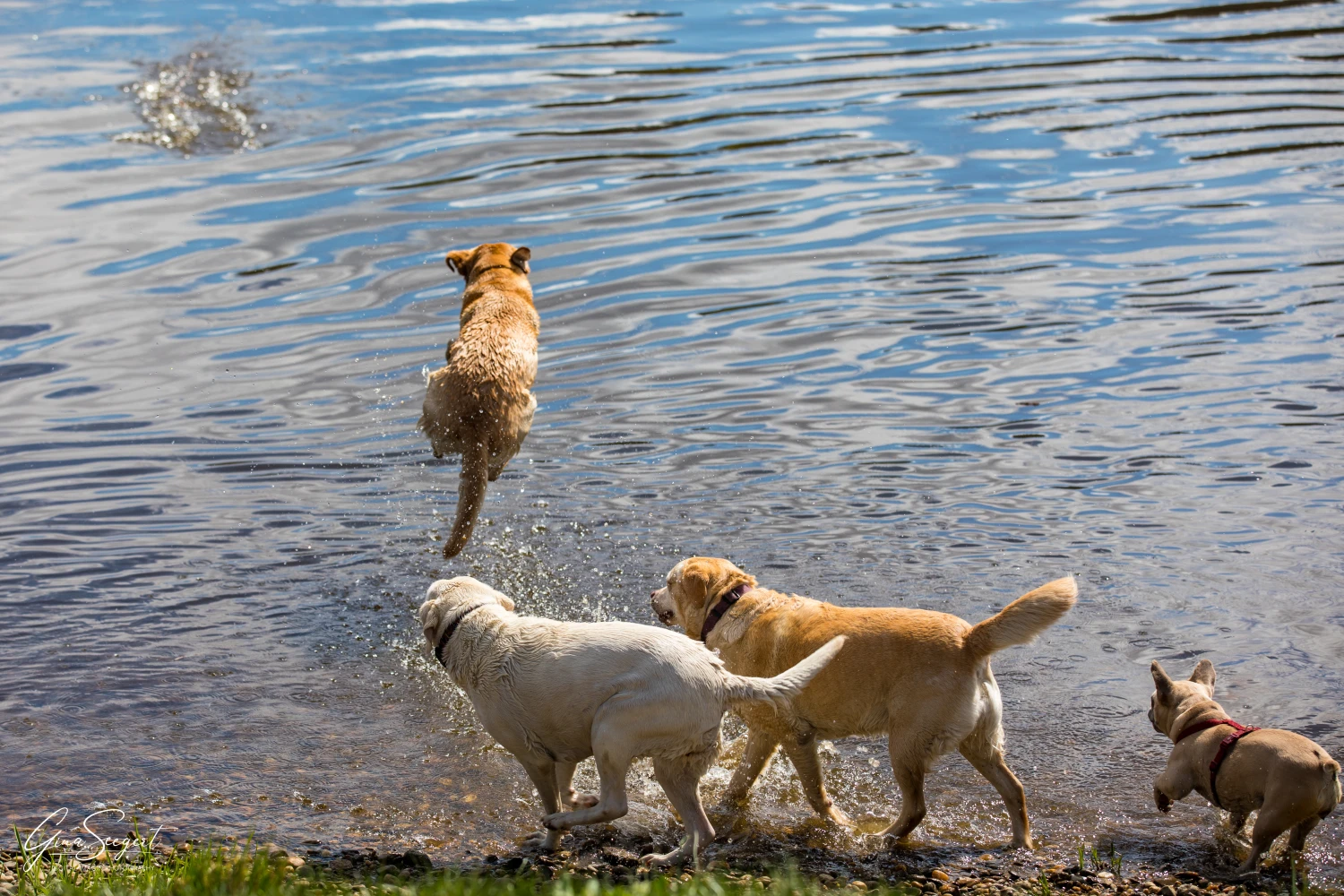 Gina Seegert Brezel Und Co Hundefotoshooting