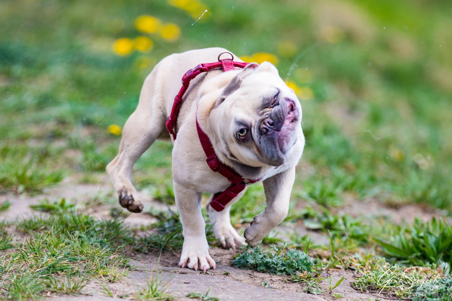 Gina Seegert Brezel Und Co Hundefotoshooting