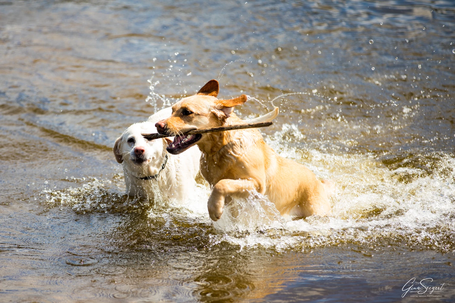 Gina Seegert Brezel Und Co Hundefotoshooting