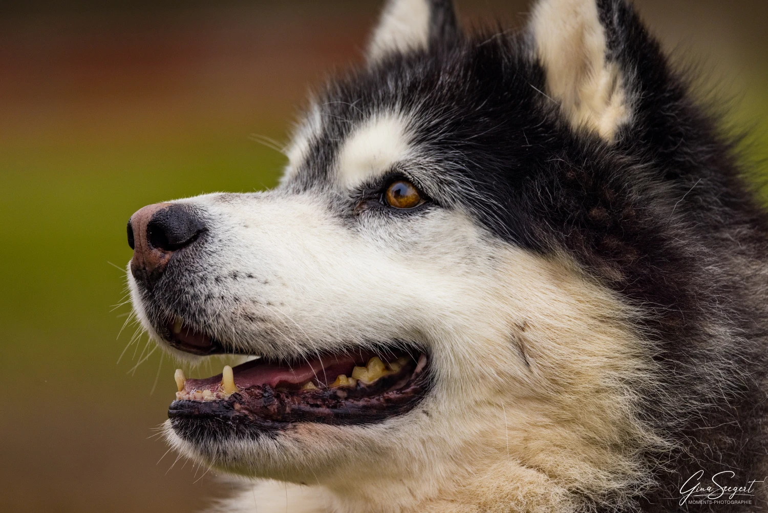 Gina Seegert Maxx Hundefotoshooting