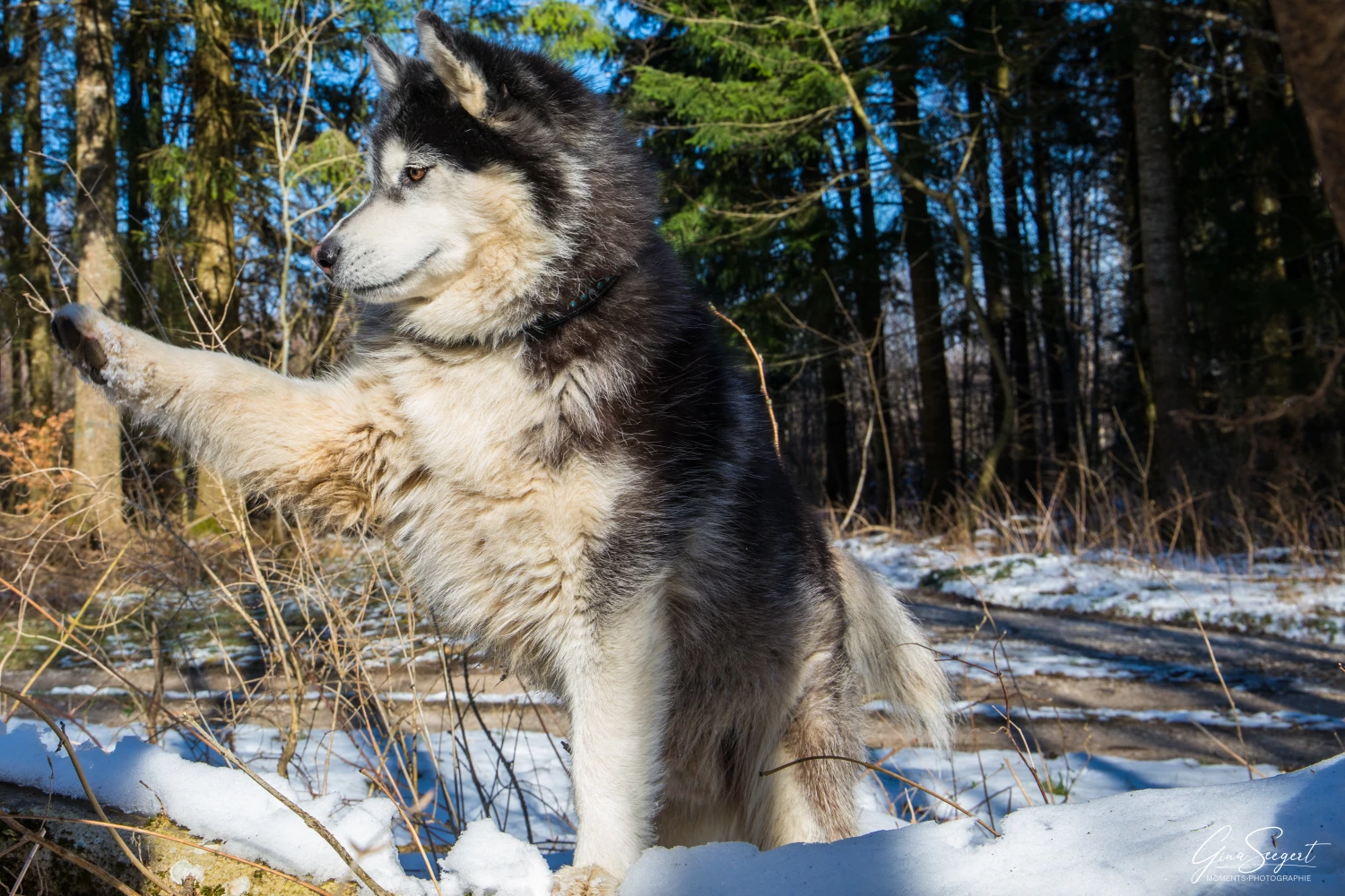 Gina Seegert Maxx Hundefotoshooting