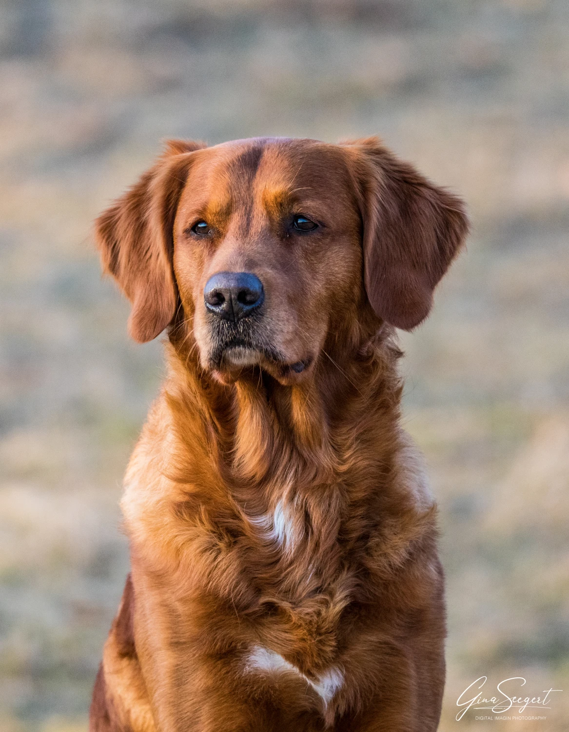 Gina Seegert Setter-Fotoshooting