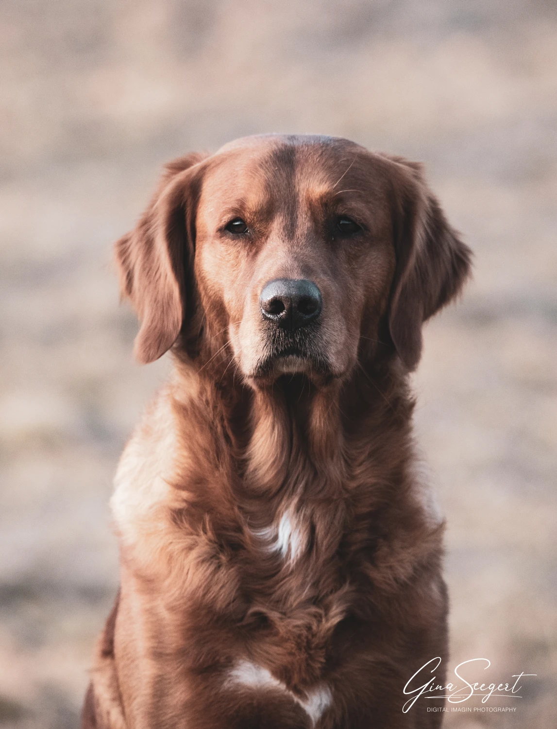 Gina Seegert Setter-Fotoshooting