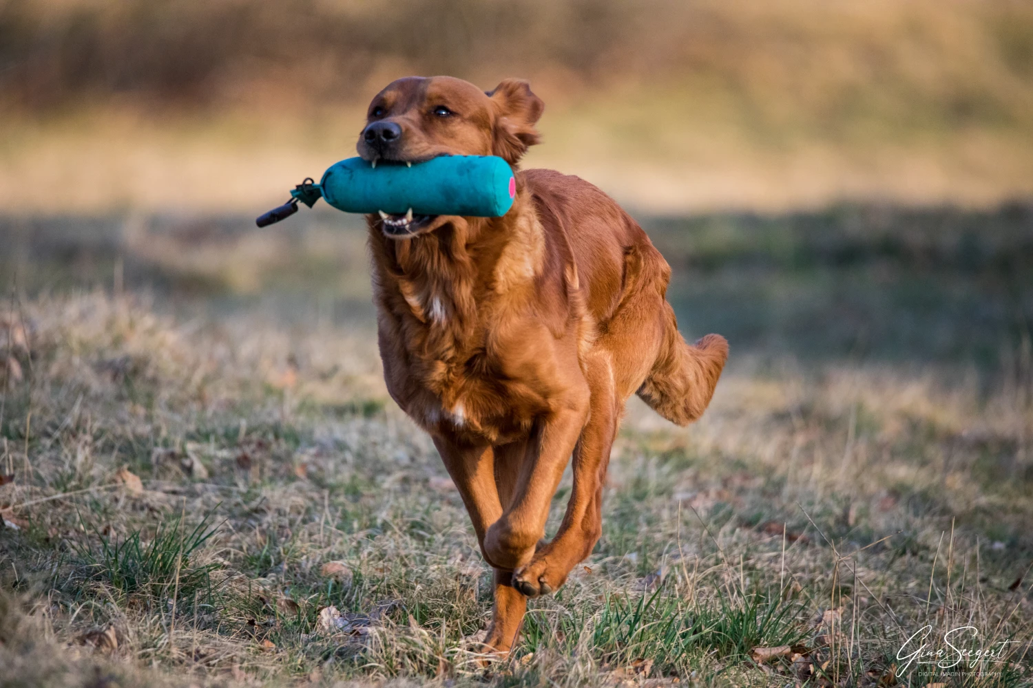 Gina Seegert Setter-Fotoshooting