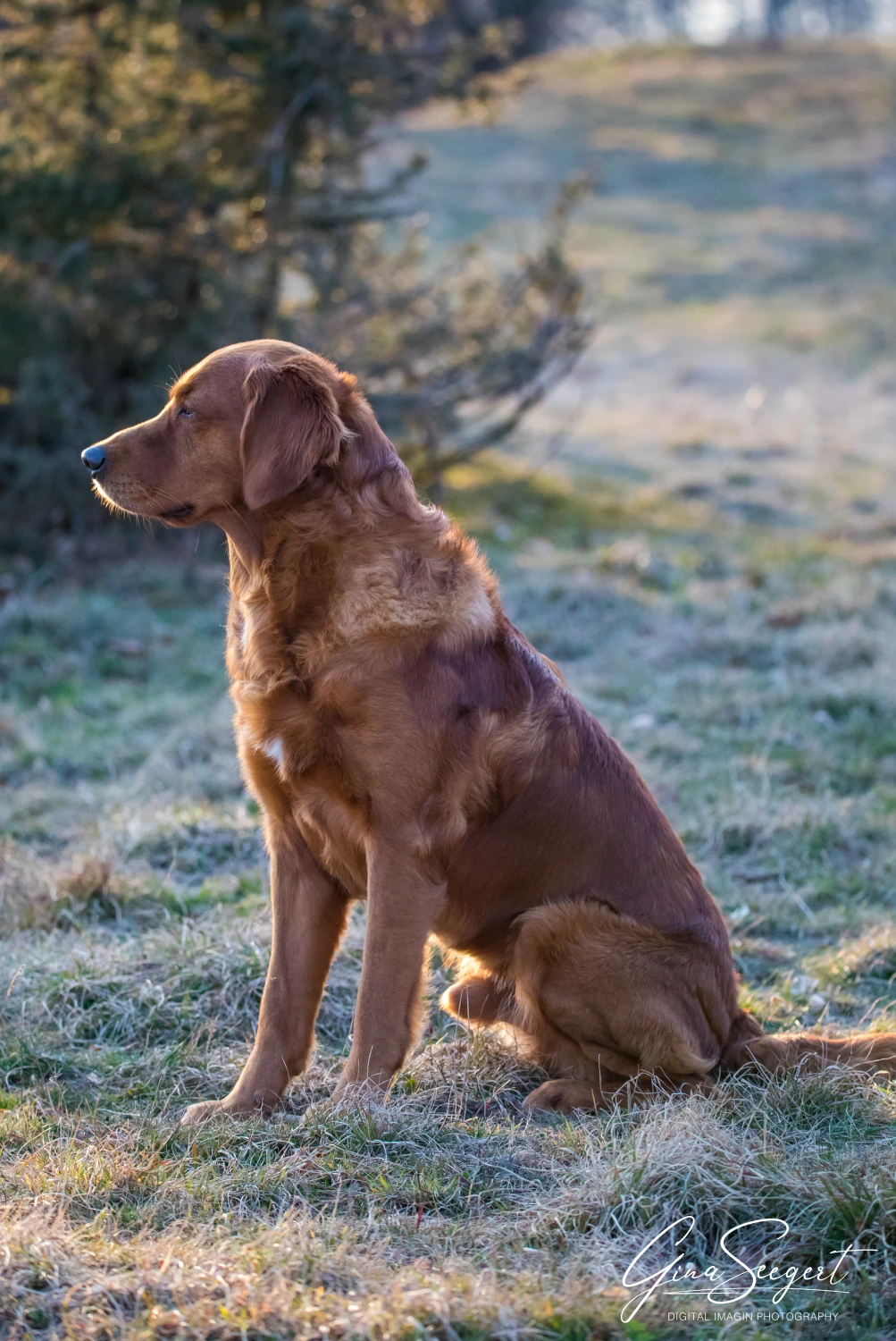 Gina Seegert Setter-Fotoshooting