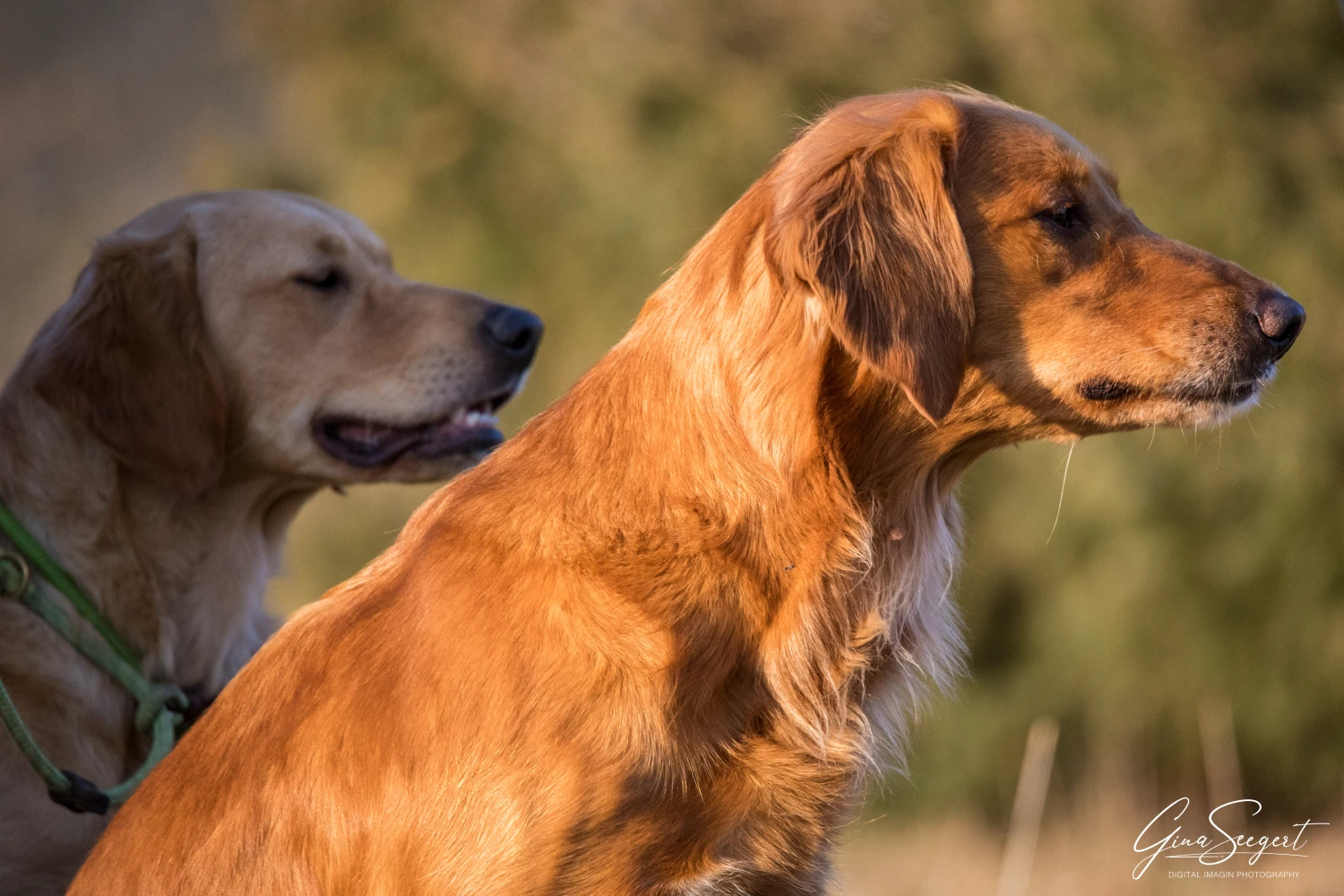 Gina Seegert Setter-Fotoshooting