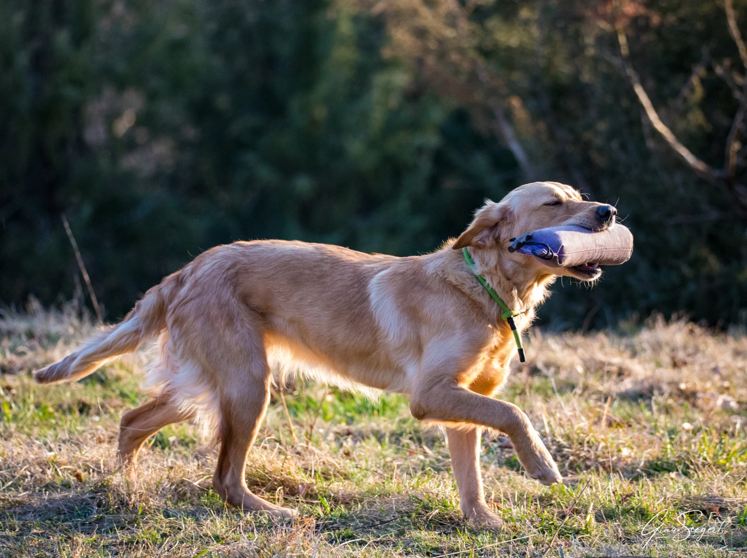 Gina Seegert Setter-Fotoshooting