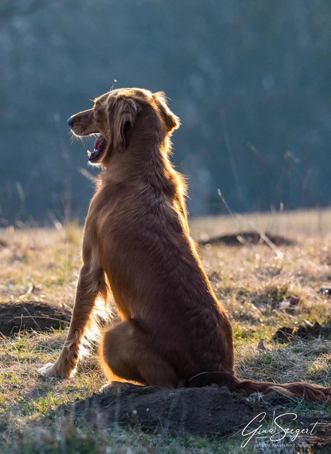 Gina Seegert Setter-Fotoshooting